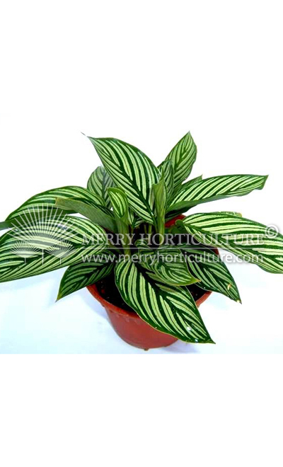 Calathea Vitata